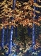 Fall Walk
