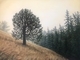 Lonely Pine