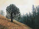 Lonely Tree