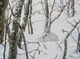 Winter Snowshoe Rabbit