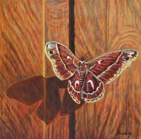 Moth