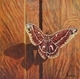 Moth