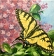 Spring Swallowtail